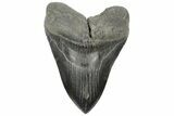 Huge, 5.65" Fossil Megalodon Tooth - South Carolina - #202558-1